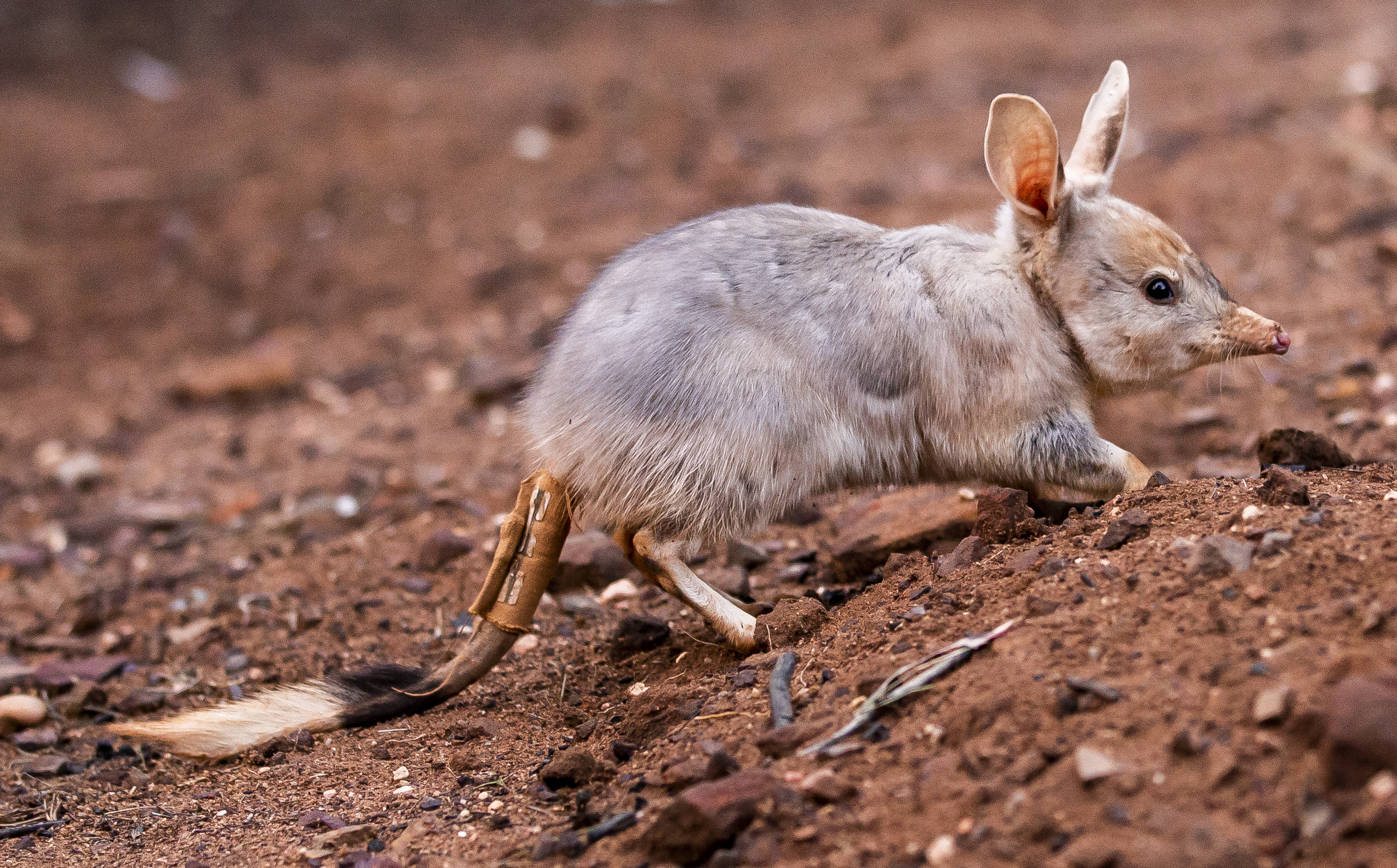 bilby tracking